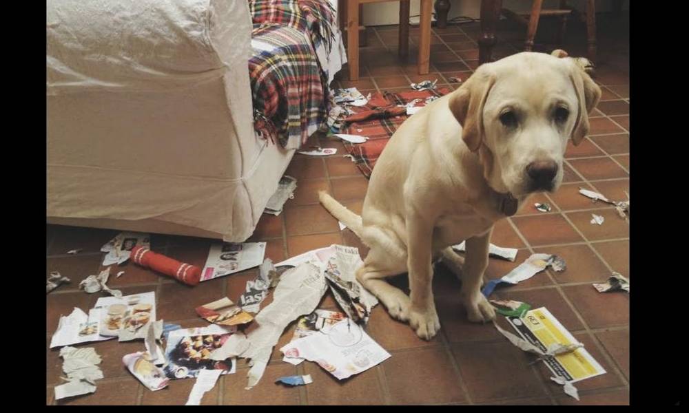 Pet Disasters w/ 3rd conditional__
