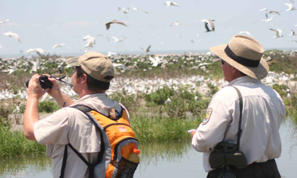 Birding